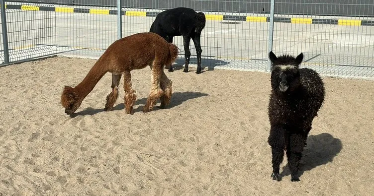 Pazarkule Sınır Kapısı’nda cins hayvanlar ele geçirildi