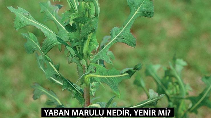 Doğanın Mucizesi: Yaban Marulu ve Sağlık Üzerindeki Etkileri