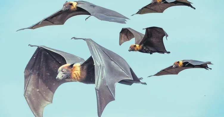 Yarasalar azaldı, bebek ölümleri arttı