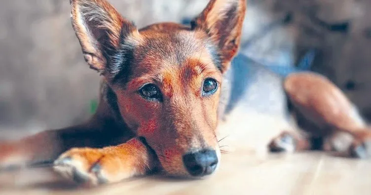 Yaşlandıkça içine kapanıyor