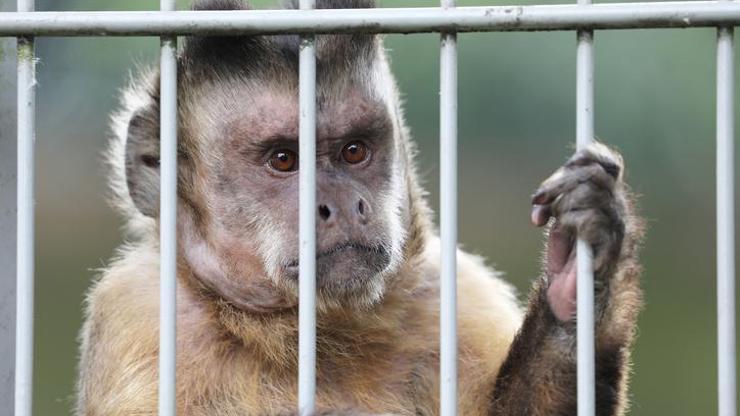 ABD’de 43 maymun araştırma laboratuvarından kaçtı