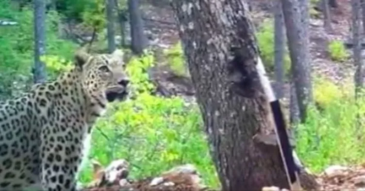 Anadolu Parsı fotokapanda: Ormanın hayaletinin en net görüntüsü