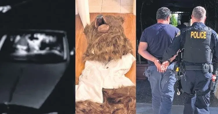 Ayı kılığına girip sigorta şirketini dolandırmaya kalktılar