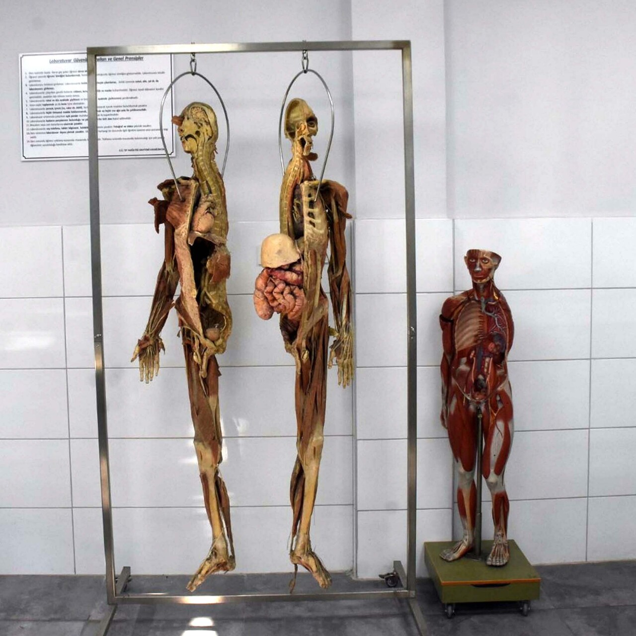 Tıp fakültelerinde kadavra sorunu