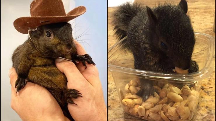 Yetim sincap ‘Peanut’ öldürüldü, seçim öncesi ABD karıştı: “Trump sincapları kurtaracak”