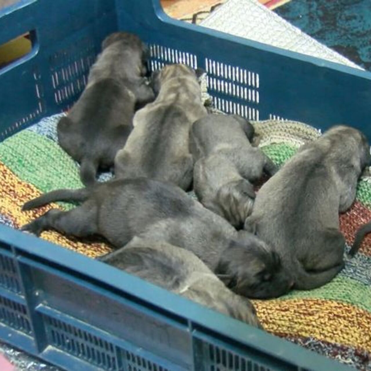 11 yavru köpeği poşete koyup çöpe atmışlar!