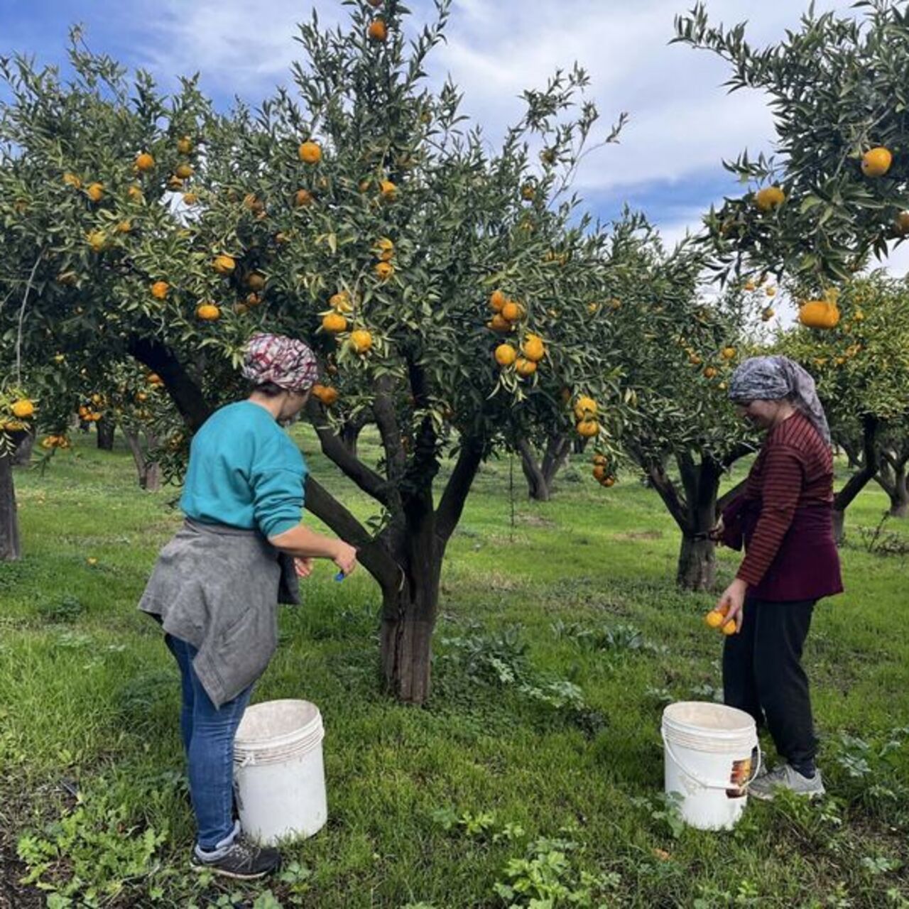 Bodrum mandalinası bahçede 10, pazarda 50 lira