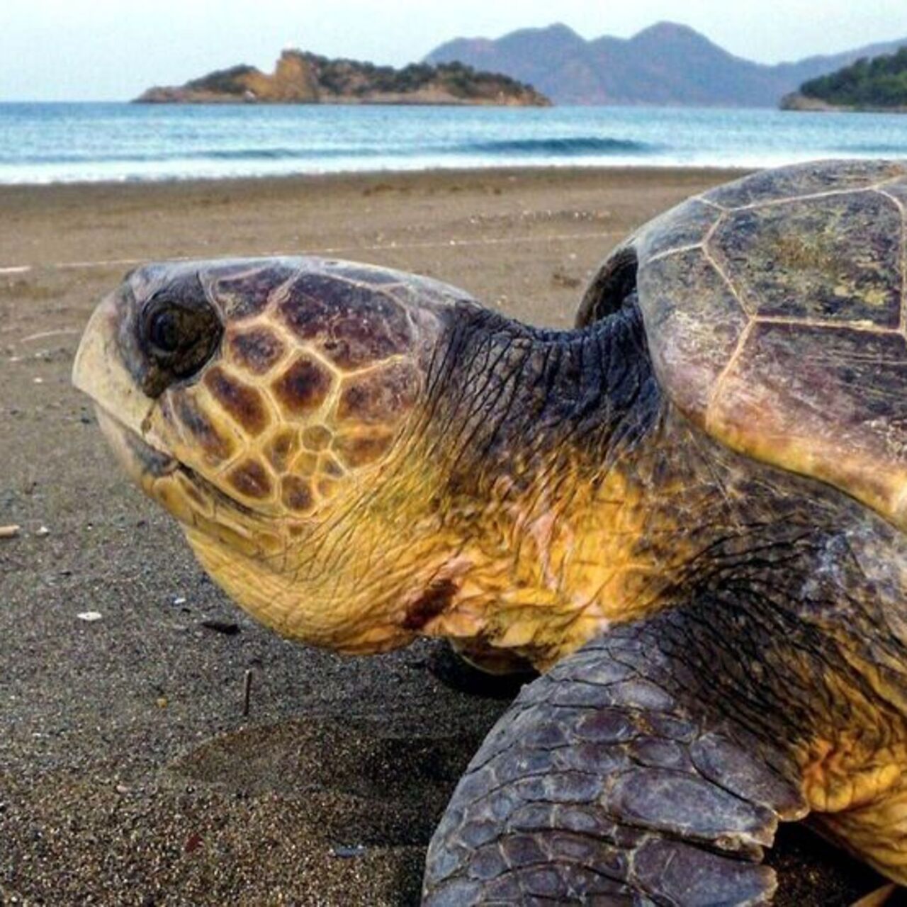 Caretta carettaların beslenmesine ceza