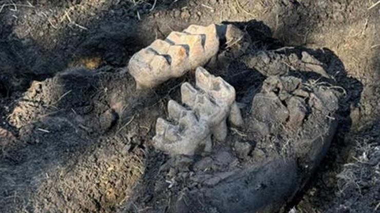 EVİNİN ARKA BAHÇESİNDE BULDU! Bilim Dünyası Şaşkın! Nesli Tükenmiş: "BU KEŞFİN YILDIZI"