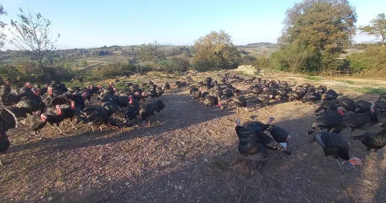 Meşhur Kandıra hindisi kilosu 450 TL’den satışta