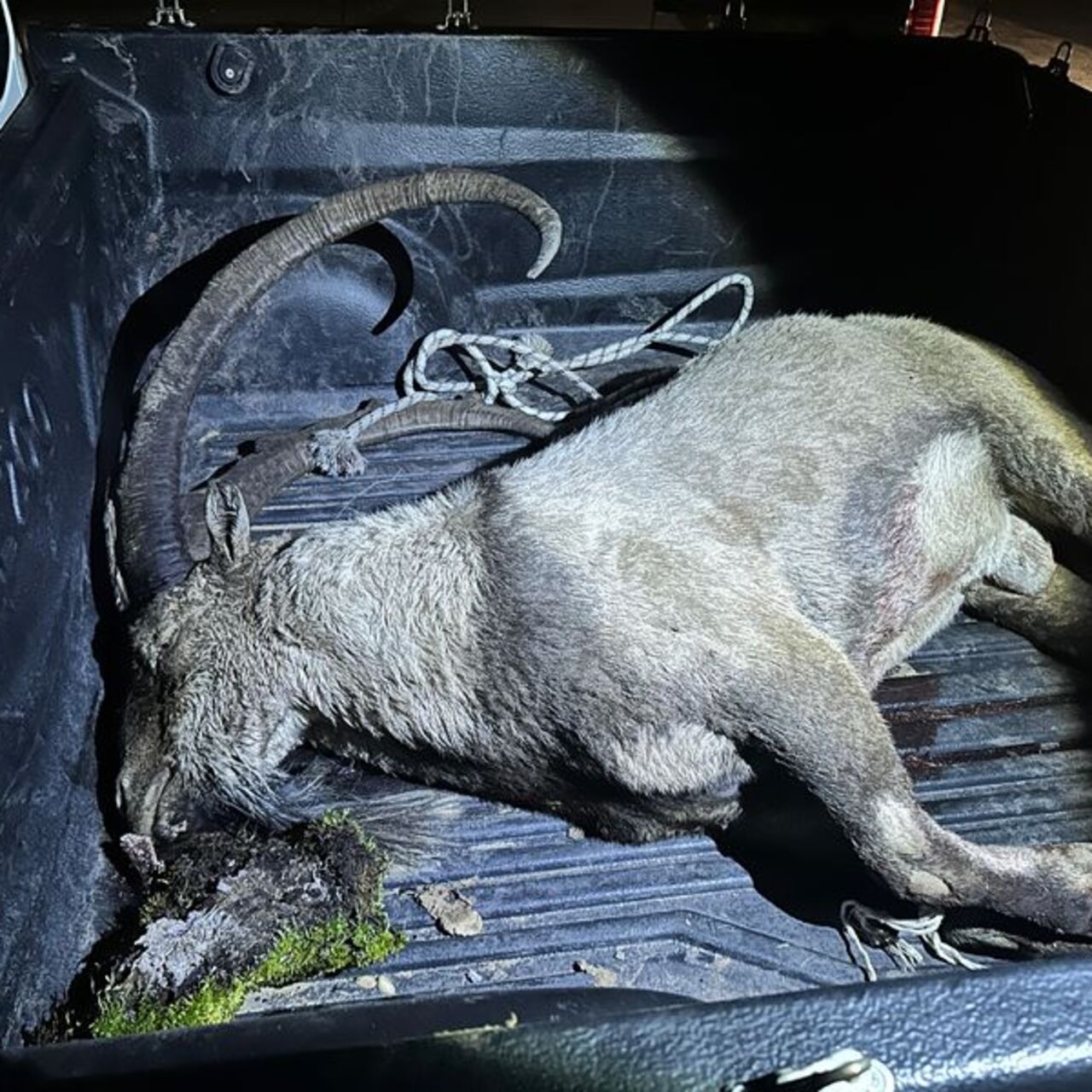 Yaban keçisi avı! İYİ Partili Karaman ve 3 kişiye 700 bin TL ceza