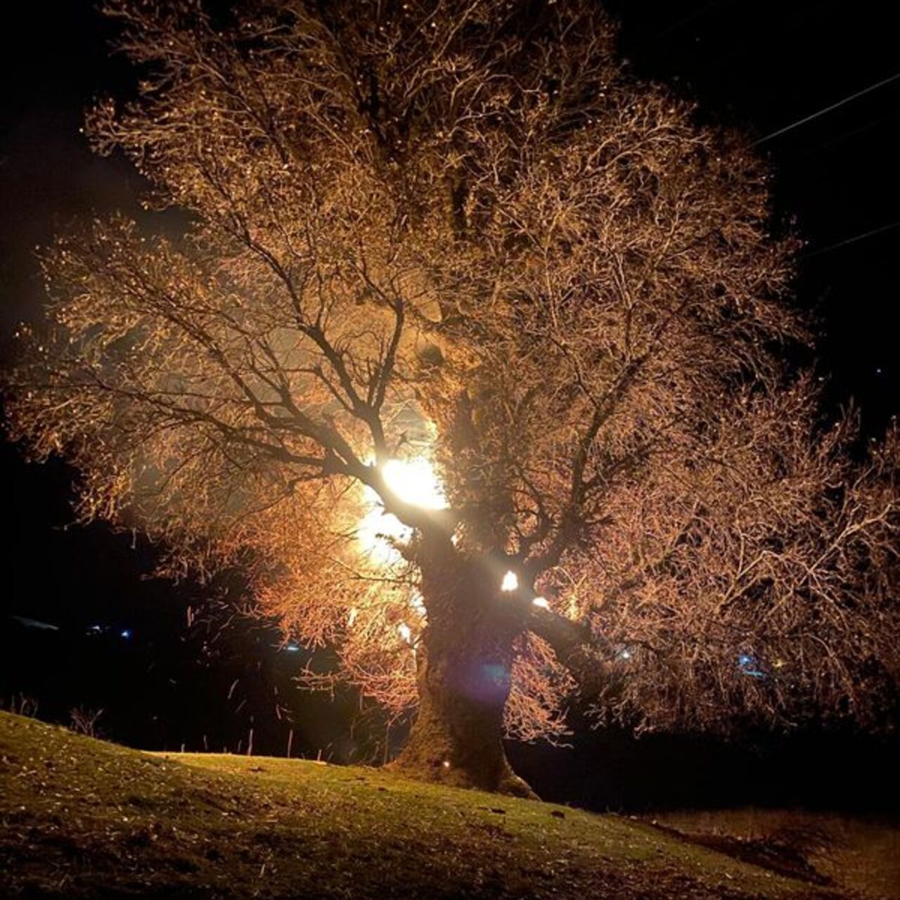 800 yıllık meşe yandı!