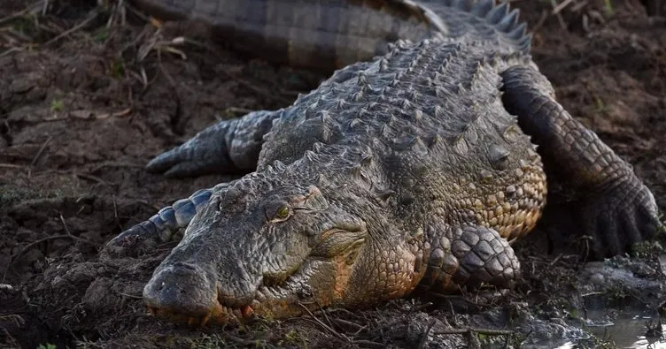 İstanbul’da ele geçirilen timsahlar Gaziantep’te