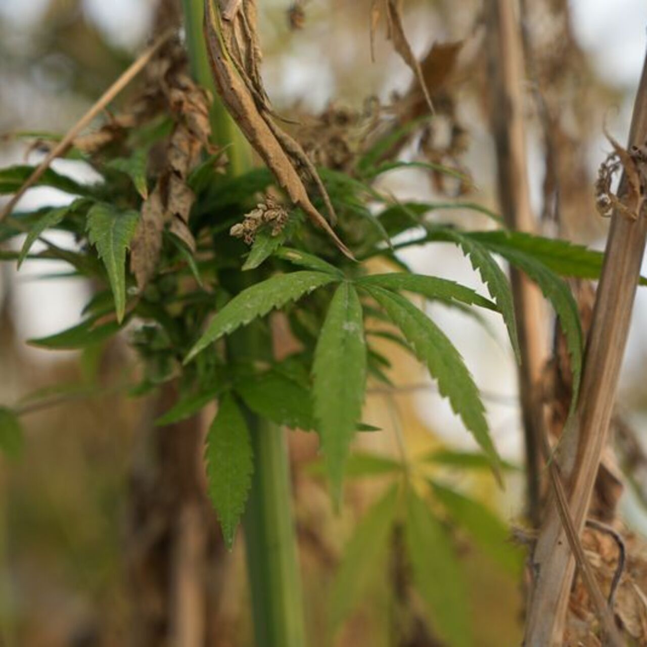 Türkiye’nin yeni keneviri: Gizlence
