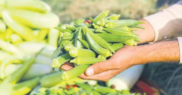 Hızlı kilo vermenin püf noktası bamya suyu