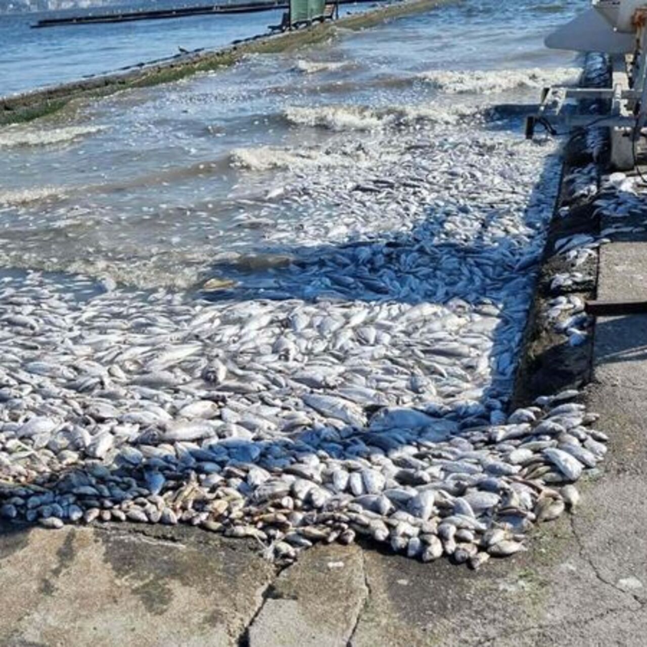 İzmir Körfezi’nde endişelendiren beklenti!