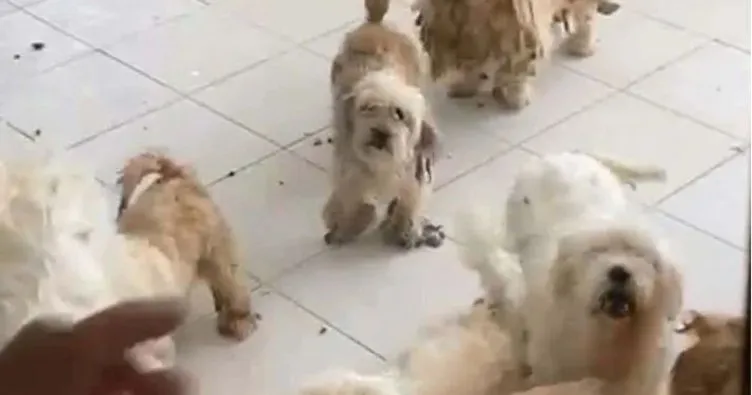 Aynı evde 20 köpeğe bakan kadına 830 bin lira ceza kesildi
