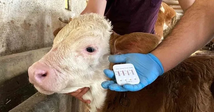 BUZAĞI DESTEK ÖDEMELERİ 2025:  1. dönem buzağı destek parası ne zaman yatacak, tarihler belli oldu mu? Gözler Bakanlık duyurularında!