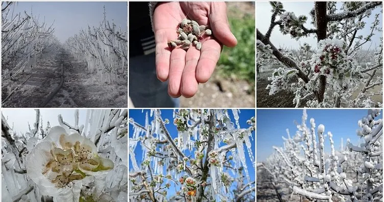 ‘Zirai don’ mağduru çiftçilere müjde: Resmi Gazete’de yayımlandı! Rakamlar belli oldu