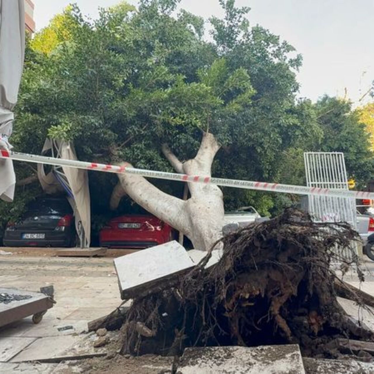 Ağaç 5 otomobilin üzerine devrildi