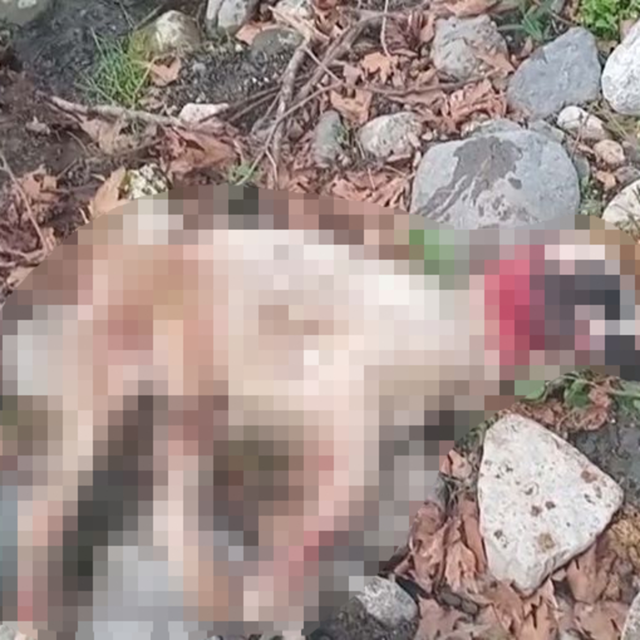 Başıboş köpekler sürüye saldırdı