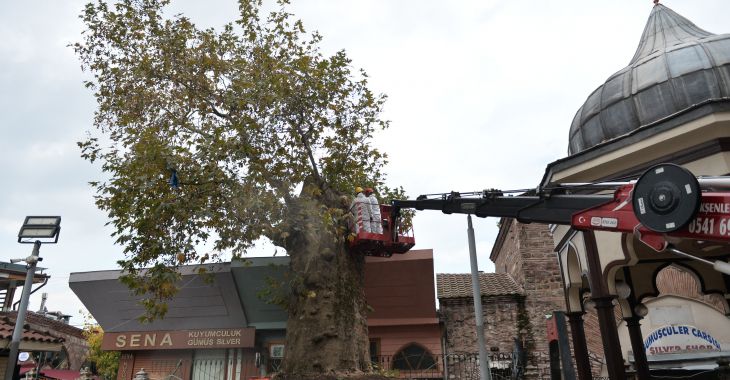 Bursa’nın asırlık çınarı koruma altına alındı