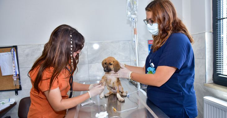 Büyükşehir’den can dostlara şefkat eli