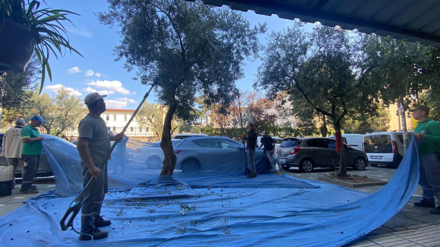 Orhangazi Belediyesinden Zeytine Yılın İlk Dokunuşu: Yeni Dönem Başladı