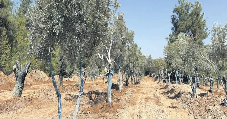 Zeytin ağaçları bilimsel yöntemle taşındı