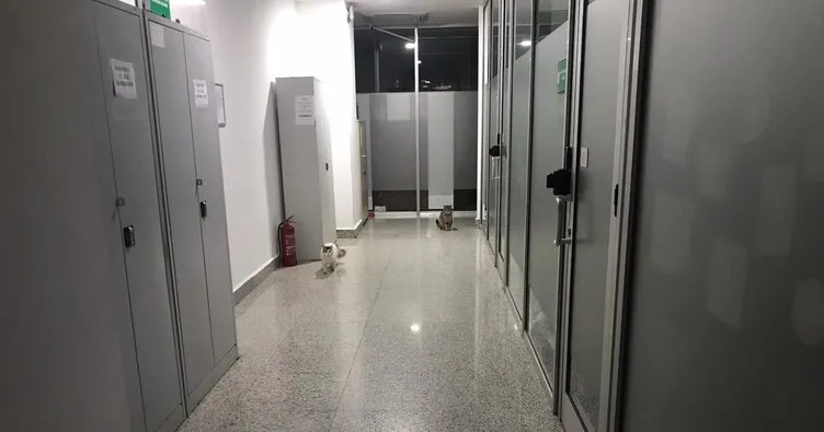 Birgün Gazetesi kediler üzerinden provokasyona kalkıştı!