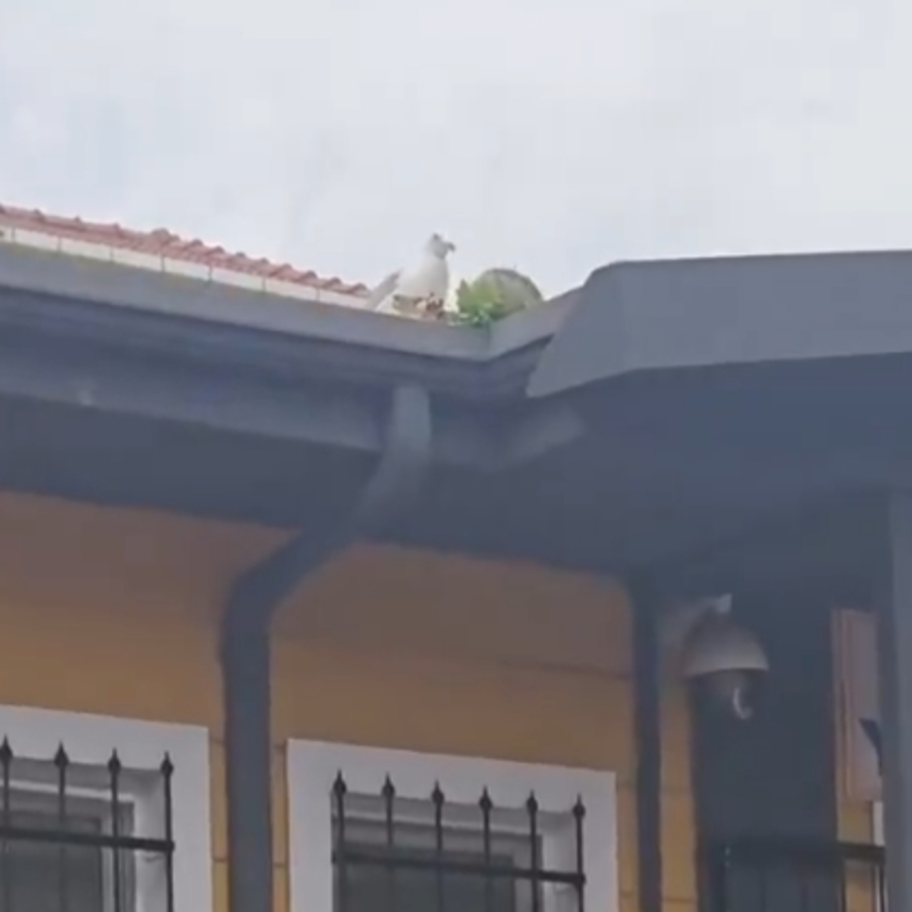 Martıdan öğrencilere asist