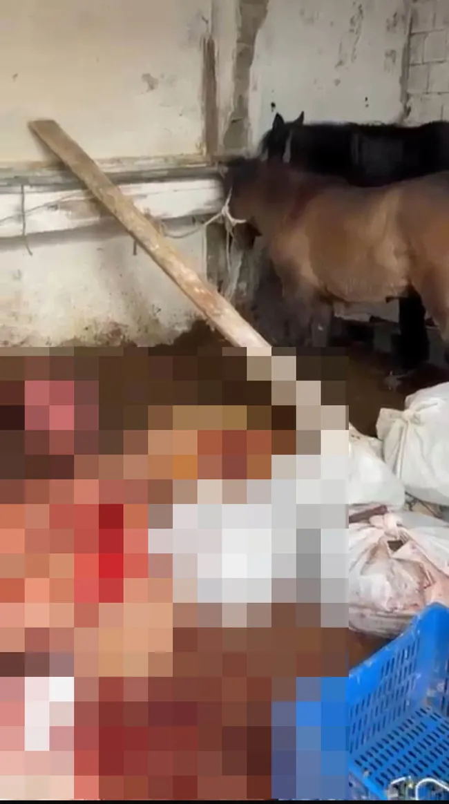 SON DAKİKA… İstanbul Ataşehir’de skandal görüntü: Atları kesip satışa sunmuşlar…