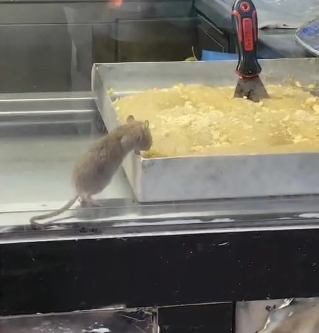 SON DAKİKA… İzmir Buca’daki börekçide mide bulandıran görüntü: Fare tezgahta gezip ürünleri yedi!