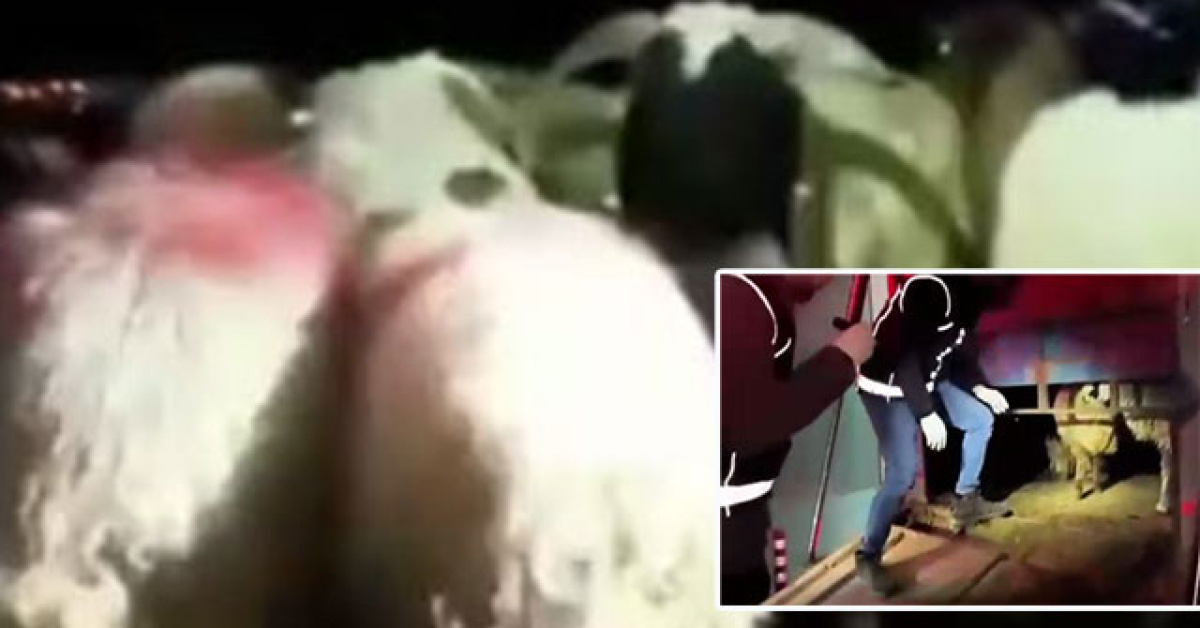 Şeytanın aklına gelmez! 29 koyunun karnında dikiş izi vardı!