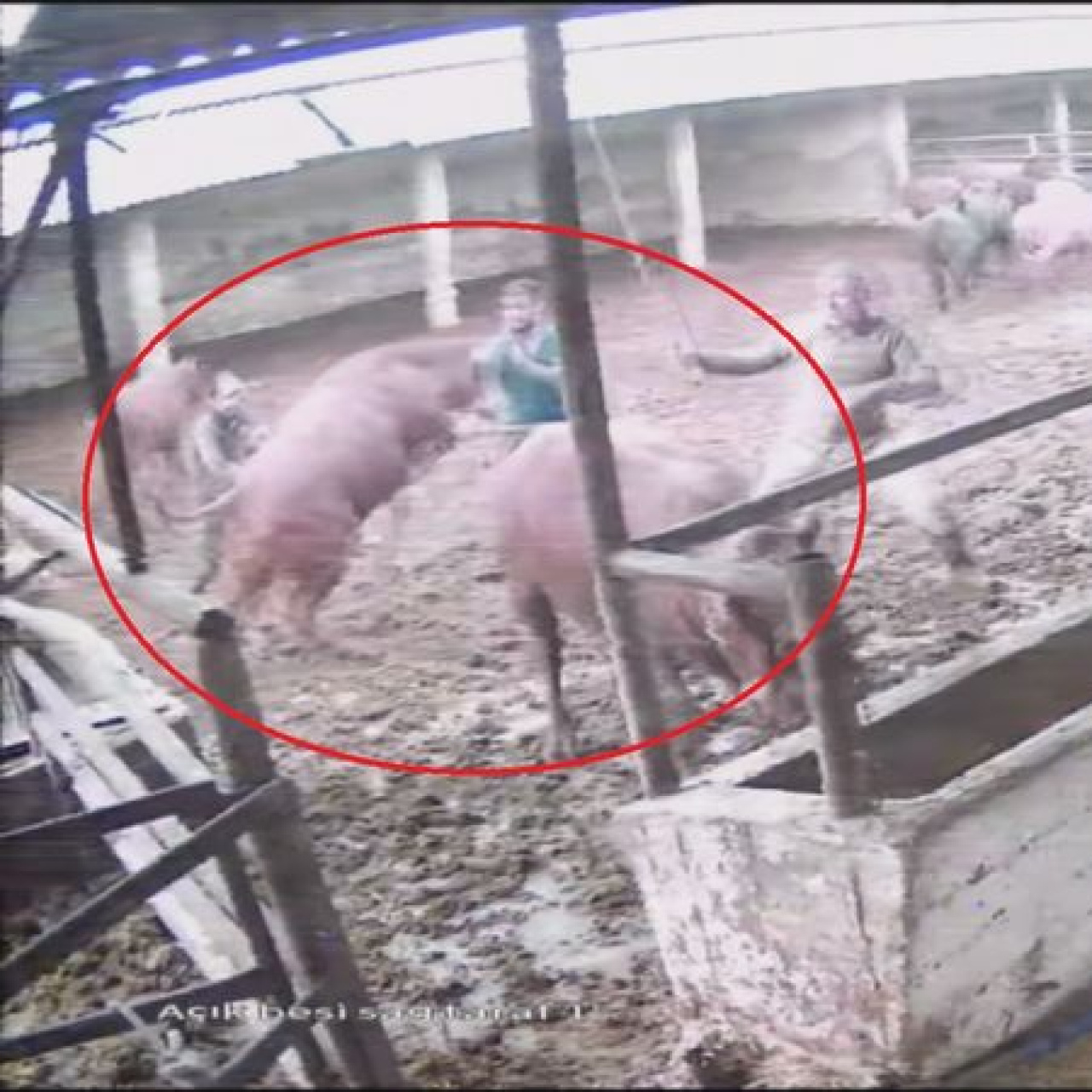 Zıplayıp ‘tos’ vurdu! Boğanın saldırısı kamerada!