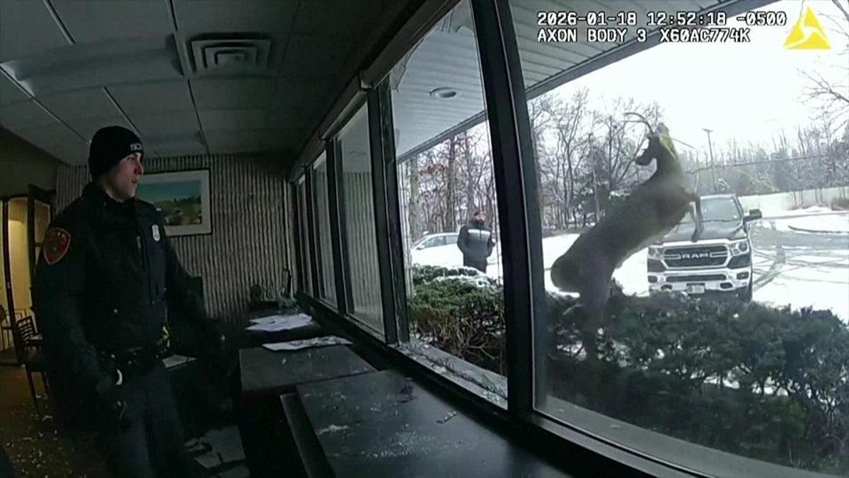 ABD’de film gibi ‘banka soygun’u! Hırsız geyik çıktı…