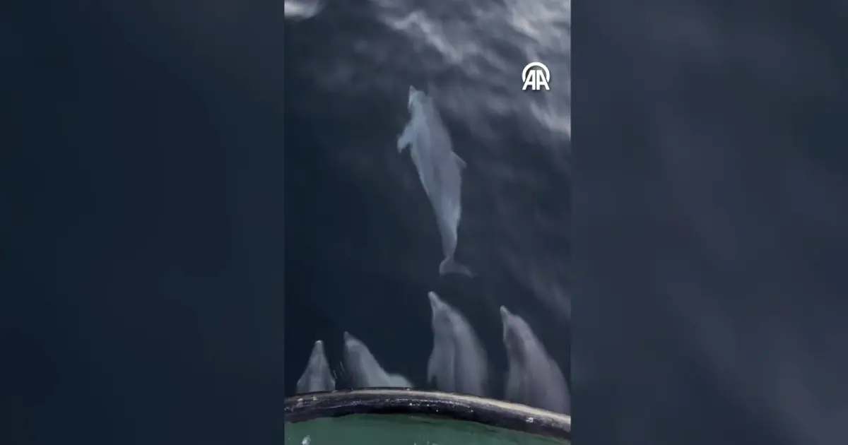 Balıkçı teknesinin yanında yunus sürprizi