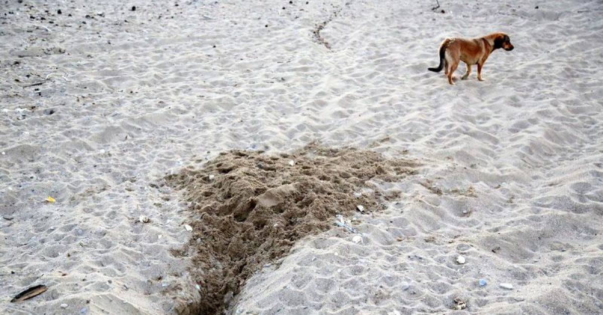 Binlerce caretta caretta yavrusu yumurtadan çıkamadan tahrip edildi