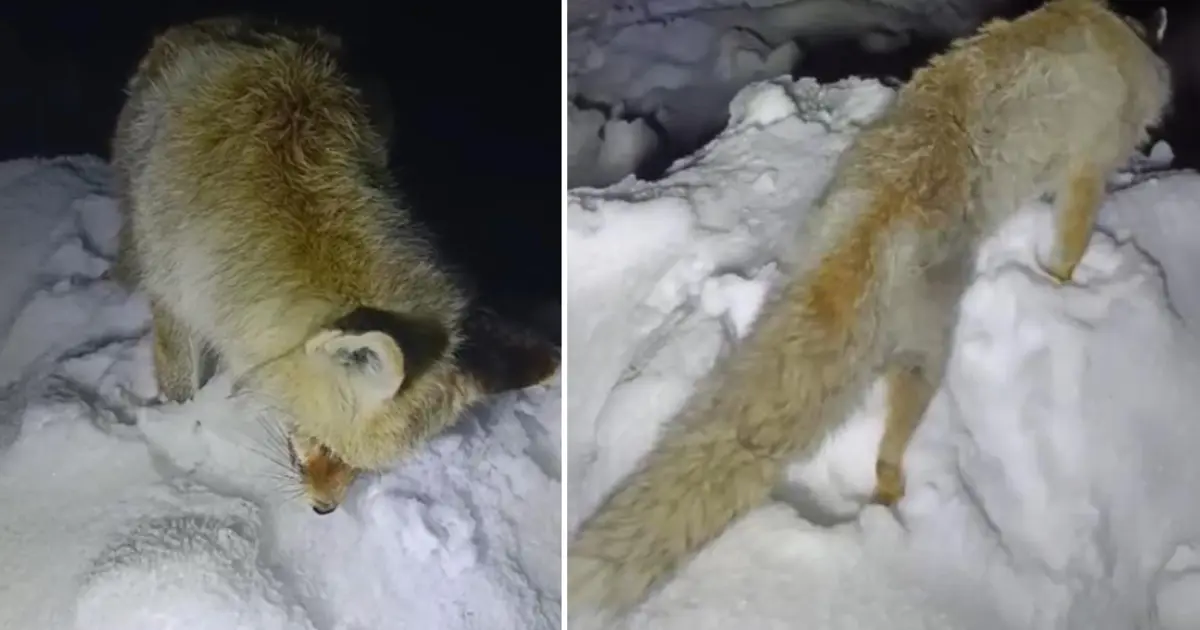 Bu fotoğraf Rusya’dan değil, Türkiye’den… Yiyecek aradığı sırada ayakta dondu!
