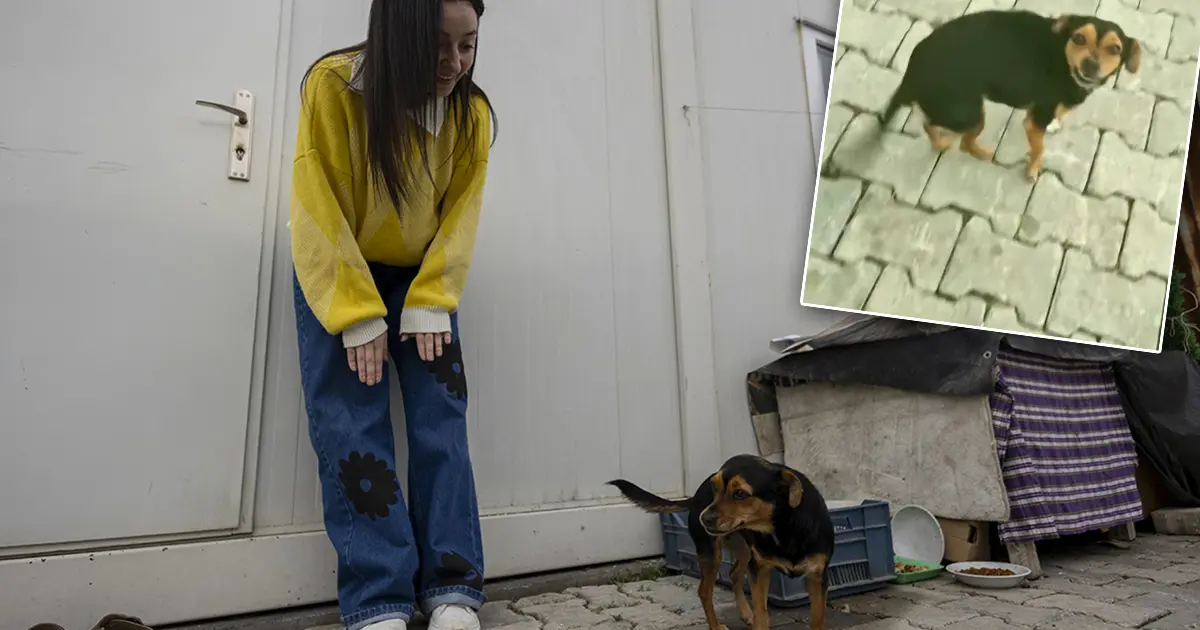 Bu video 30 milyon izlendi. “Hanimiş benim tontişim” ile tanınıyor