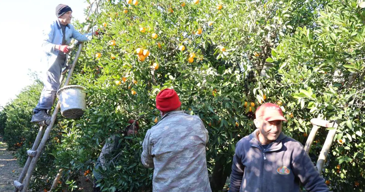 Buz gibi havada hasat başladı. Bahçede kilosu 10 lira