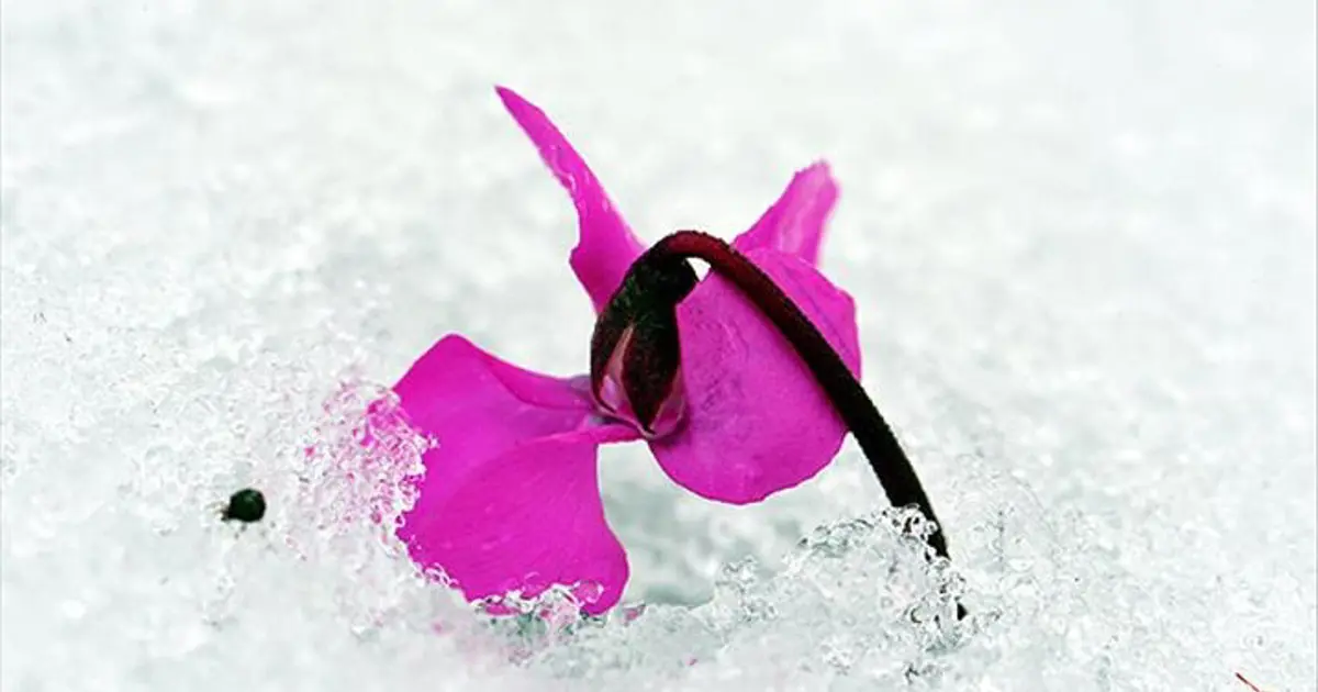 Cemre düşme tarihleri 2026: İlk cemre havaya ne zaman düşecek?