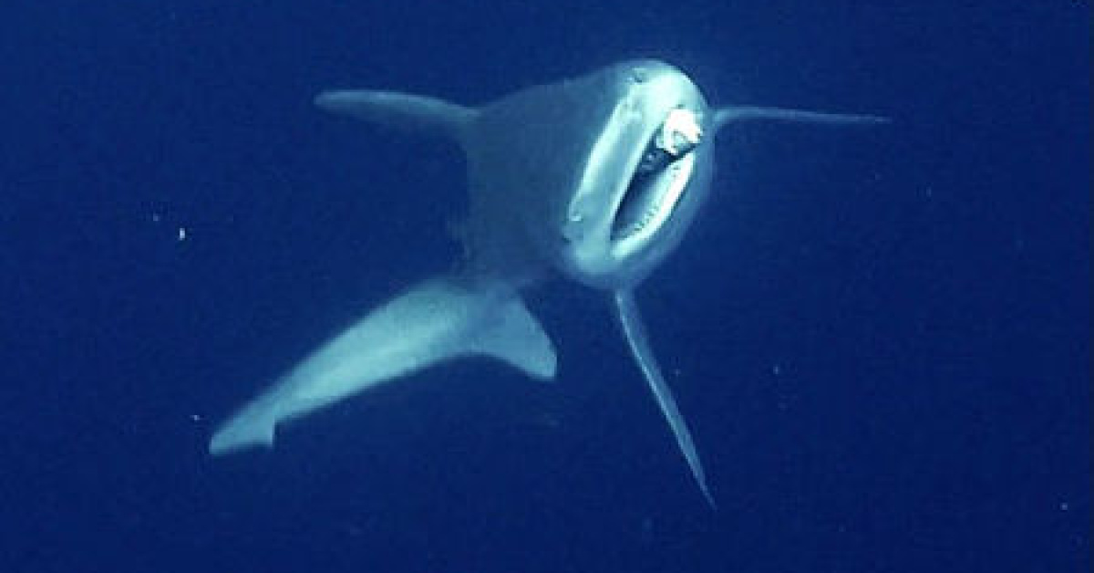 Dalgıçlar camgöz köpek balığını kurtardı