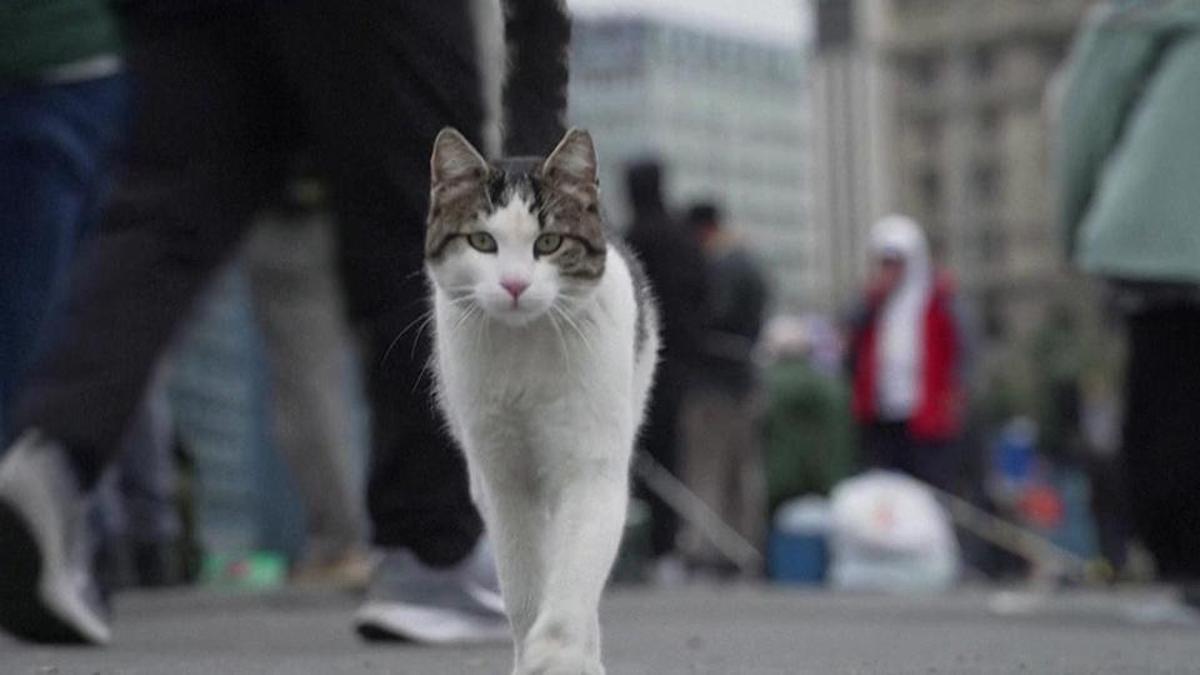 İstanbul’un kedileri Fransız medyasında