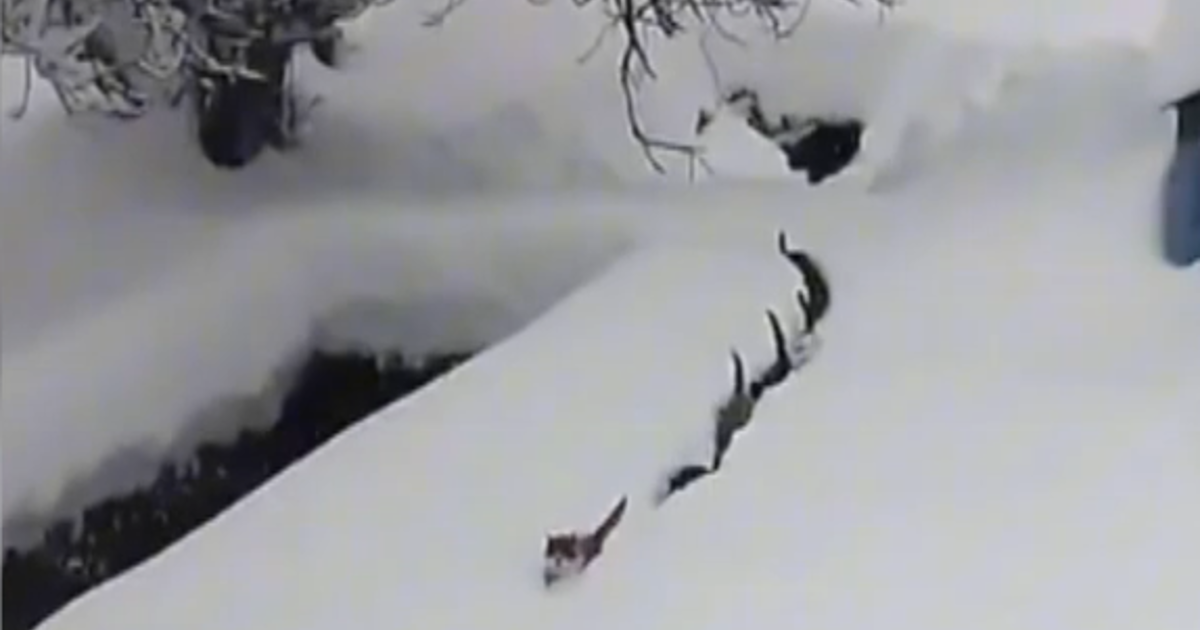 Köfteyi duyan kediler karda tek sıraya girdi