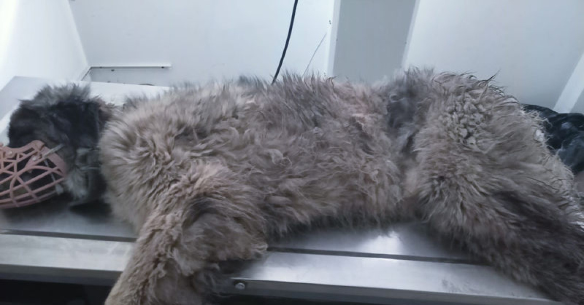 Köpeğin röntgeninden 400 saçma çıktı