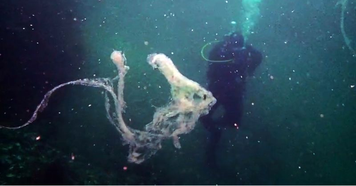 Müsilajzsız Marmara için açık çağrı