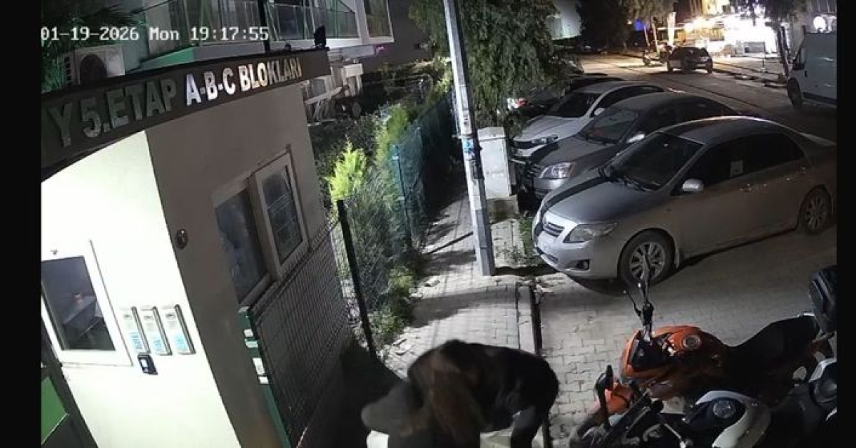 Sokak ortasında öldürdü!