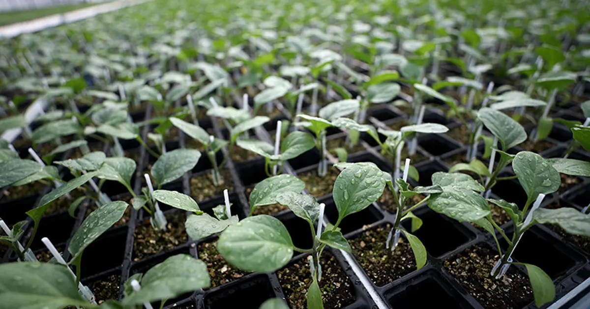 TAEK Projesiyle 512 bin üreticiye destek sağlandı. Türkiye yeşillendirildi