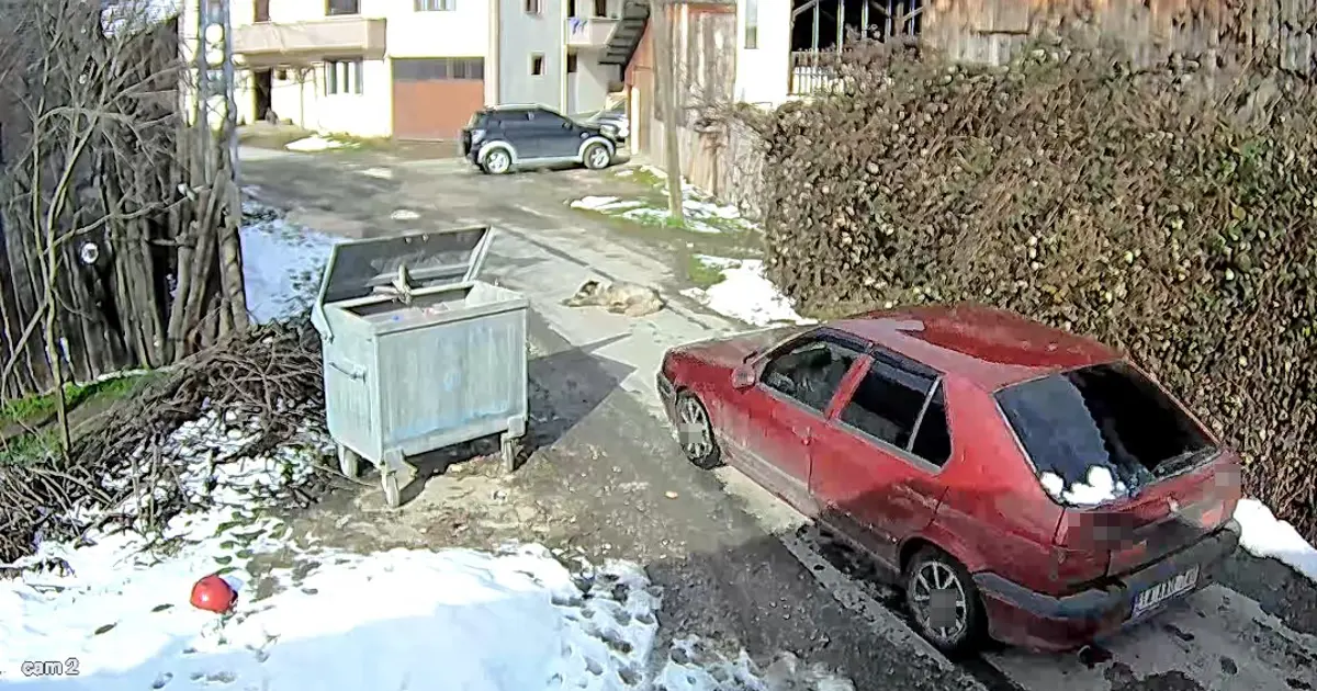 Yolda yatan köpeği ezip, yoluna devam etti